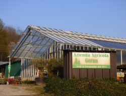 Azienda agricola florovivaistica gorna - Azienda agricola - Pocapaglia (Cuneo)