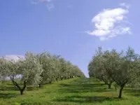 Oleificio baffoni oli alimentari e frantoi oleari