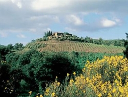 Capannelle - Vini e spumanti - produzione e ingrosso - Gaiole in Chianti (Siena)