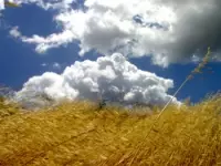 Agripiù snc cereali e granaglie