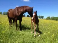 Alba quarter horse animali domestici allevamento ed addestramento