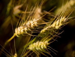 Az agr biodinamica di larghetti giovanni - Azienda agricola - Frontino (Pesaro-Urbino)