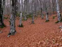 Ecotur di nicoletta gentile cesibio pandolfi e paolo innicca & c. agenzie viaggi e turismo