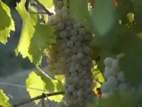 Salinari vincenzo vini e spumanti produzione e ingrosso