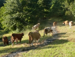 Doganella societa cooperativa agricola - Azienda agricola - Canino (Viterbo)