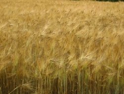 F.lli garcea di garcea vincenzo e garcea nicola - Cereali e granaglie - Sellia Marina (Catanzaro)