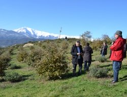 Gal piceno - Consorzi - Montalto delle Marche (Ascoli Piceno)