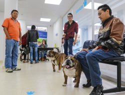 Ambulatorio veterinario lecchi mariuccia - Veterinaria - ambulatori e laboratori - Villongo (Bergamo)