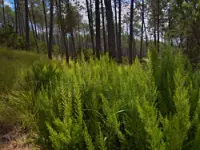 Agriverde ambiente servizi di pulizia