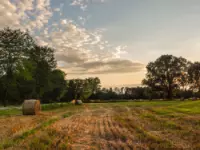 Societa' agricola f.lli rosignoli roberto e rosanna ss commercio di grani e farine