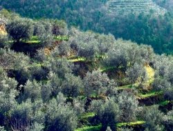 Fattoria casamora - Agriturismo - Pian di Sco (Arezzo)