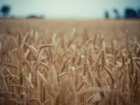 Faes corrado azienda agricola