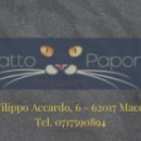 gatto papone